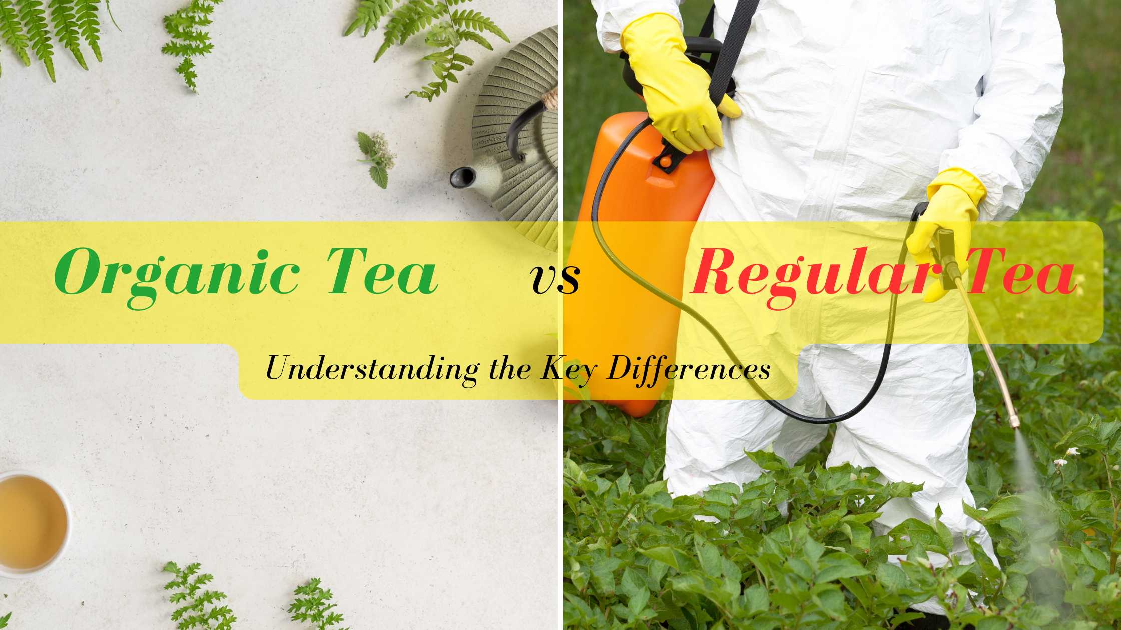 Organic Tea vs Regular Tea: Understanding the Key Differences